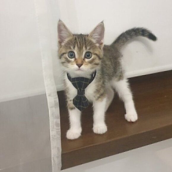 🍒 Gentleman's Plaid Bow or Tie Collar - Picture 6 of 9